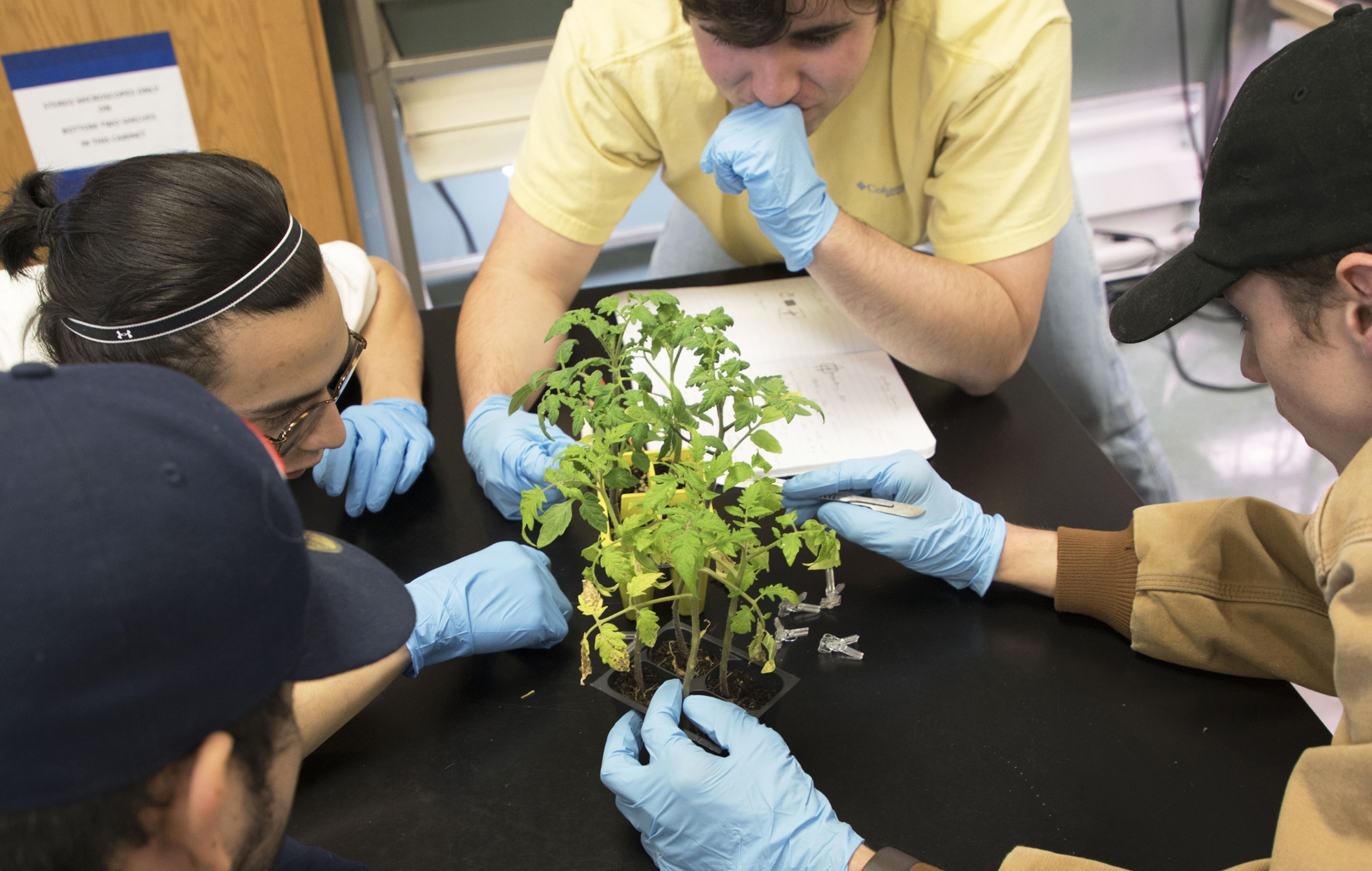 Students studying a plant in class