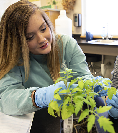 Female student examines a tomato plant